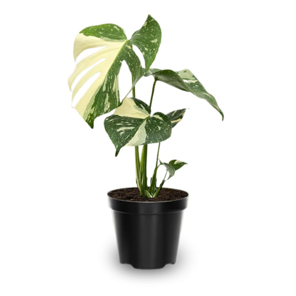 Monstera Plant 4-6 Inch, Live Indoor Plant, Split Leaf Houseplant for Home Office Decoration, No Pot (Variegated Monstera)