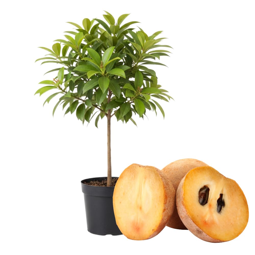 Sapote Tree Live Plant, Sapodilla Live Tropical Fruit Tree, 2 to 3 Feet Height, Ready for Planting in One Gallon Pot