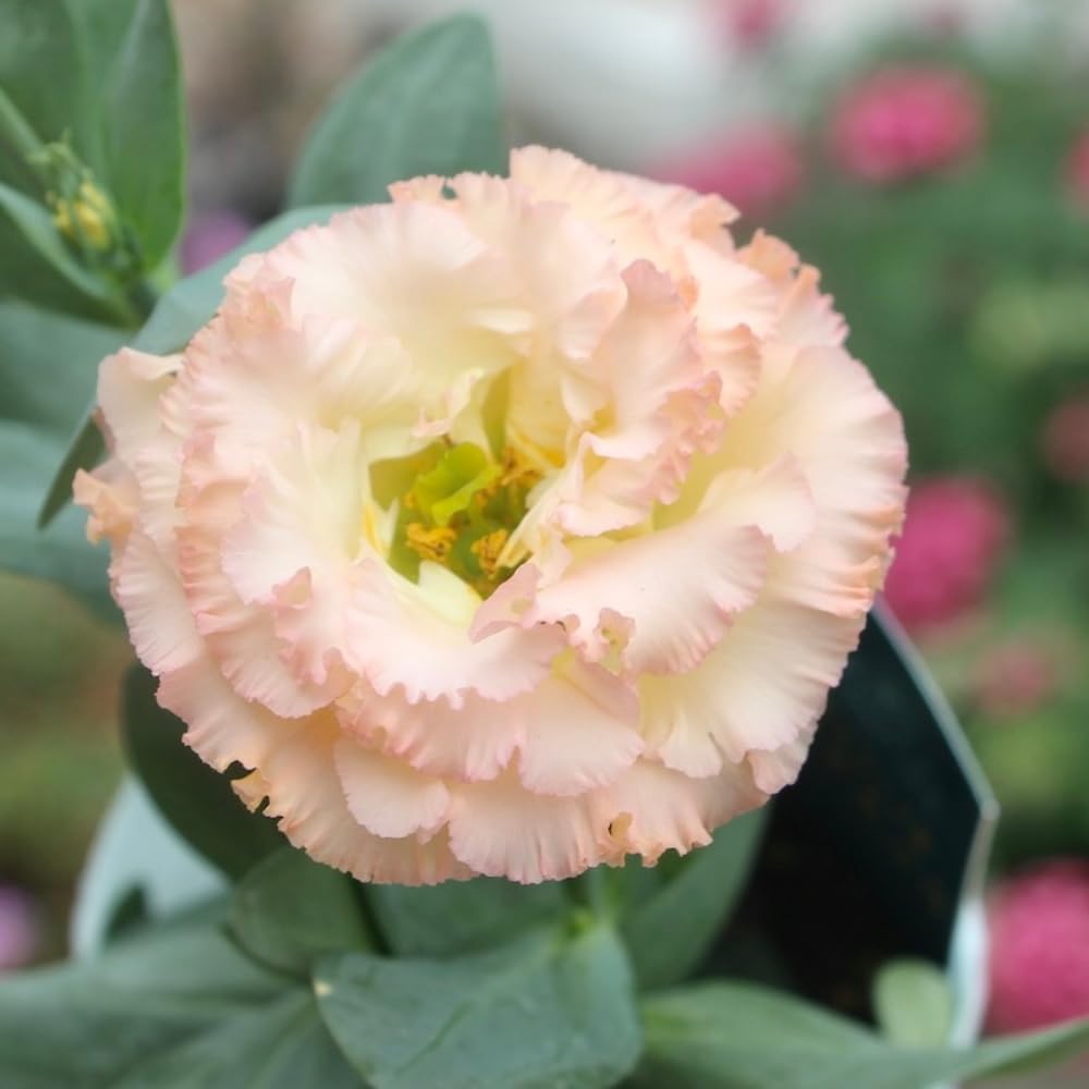 Combo 3 Eustoma Lisianthus Live Plants, Well-Rooted Starter Plug Size, Thornless Love Rose Plant Zones 8 to 10, Cold Hardy, 3 to 4 Inches in Tall, No Pot, Apricot
