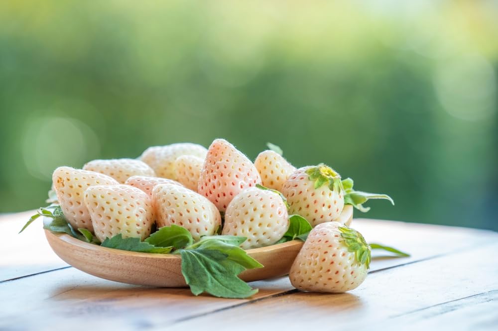 White Strawberry Plants for Growing - White Pineberry are Tasty and High Yielding Each Season (10 Plants)