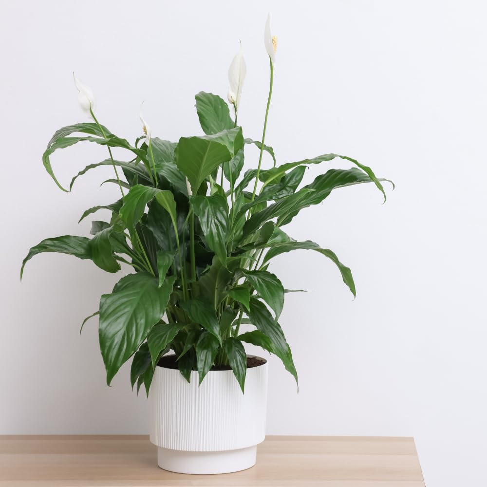 Live Peace Lily Plant, 4 Inch Pot, Easy Care Indoor Houseplant, White Blooms - Great for Home and Office