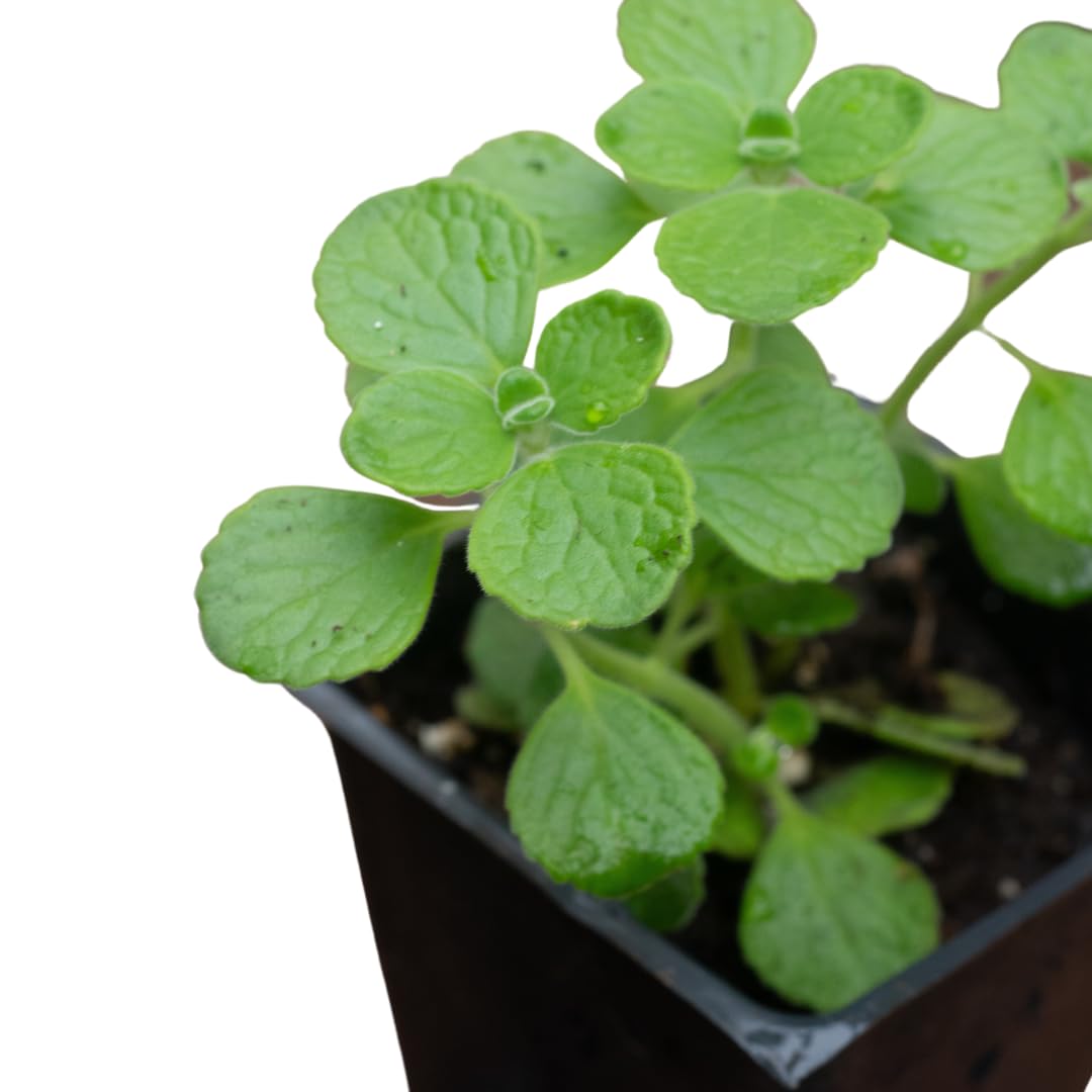 Organic Vicks Plant (Plectranthus tomentosa) in 2.5 inch Pot by Smoke Camp Crafts