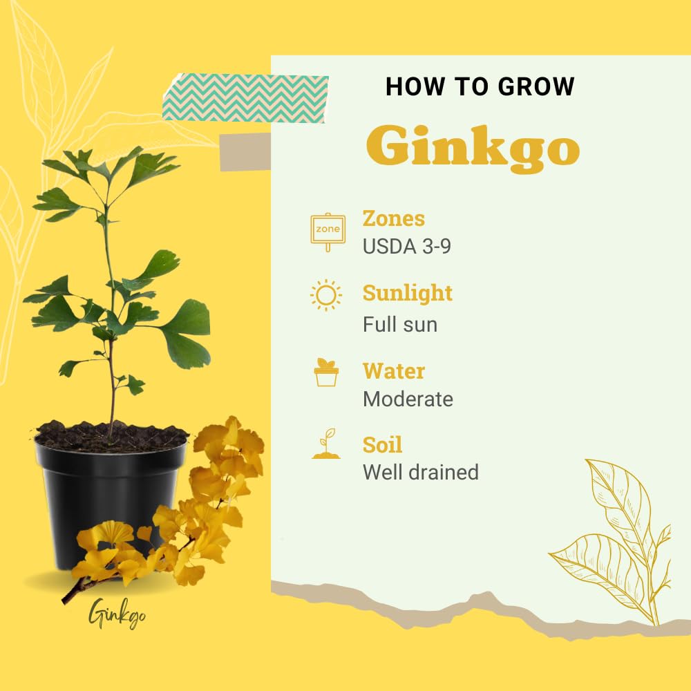 Ginkgo Tree Live Plant, Yellow Leaves, Hardy Gingko Tree, 8-10" Tall in Quart Pot for Planting