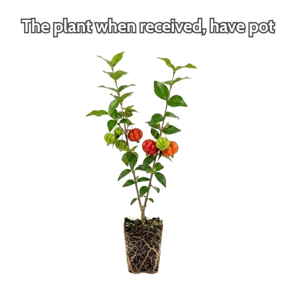 Surinam Cherry Live Plant 4–7" Tall, Surinam Cherry Plant, Tropical Edible Fruit Plant, Fast Growing, Suitable for Indoor Outdoor