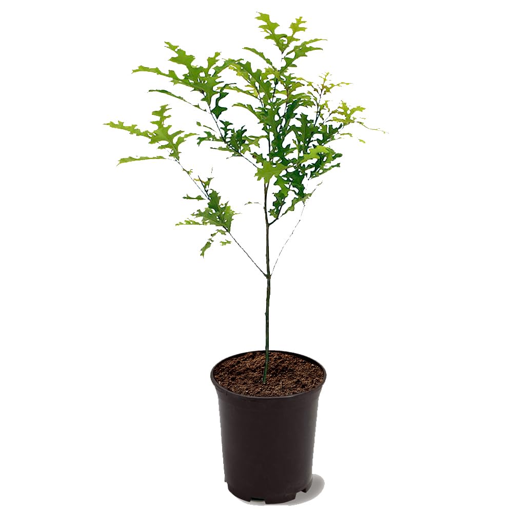 Nuttall Oak Tree, Adaptable, Deciduous, Shade Tree, Acorn Producing, 2-3 ft Tree Height, 1 gal. Nursery Pot (Due to Agricultural Laws, we Cannot Ship to CA, AZ, AK, or HI)