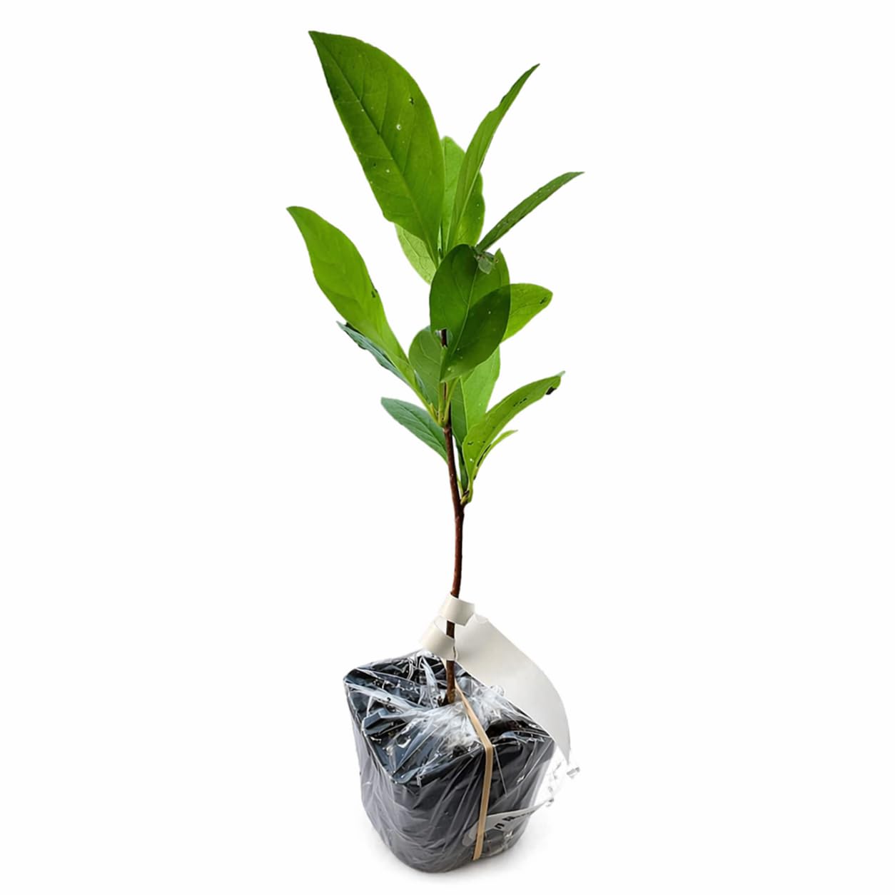 Ann Magnolia Tree/Shrub - 6-12" Tall Live Plant - 2.5" Pot - Compact Magnolia Bush - Magnolia x 'Ann'