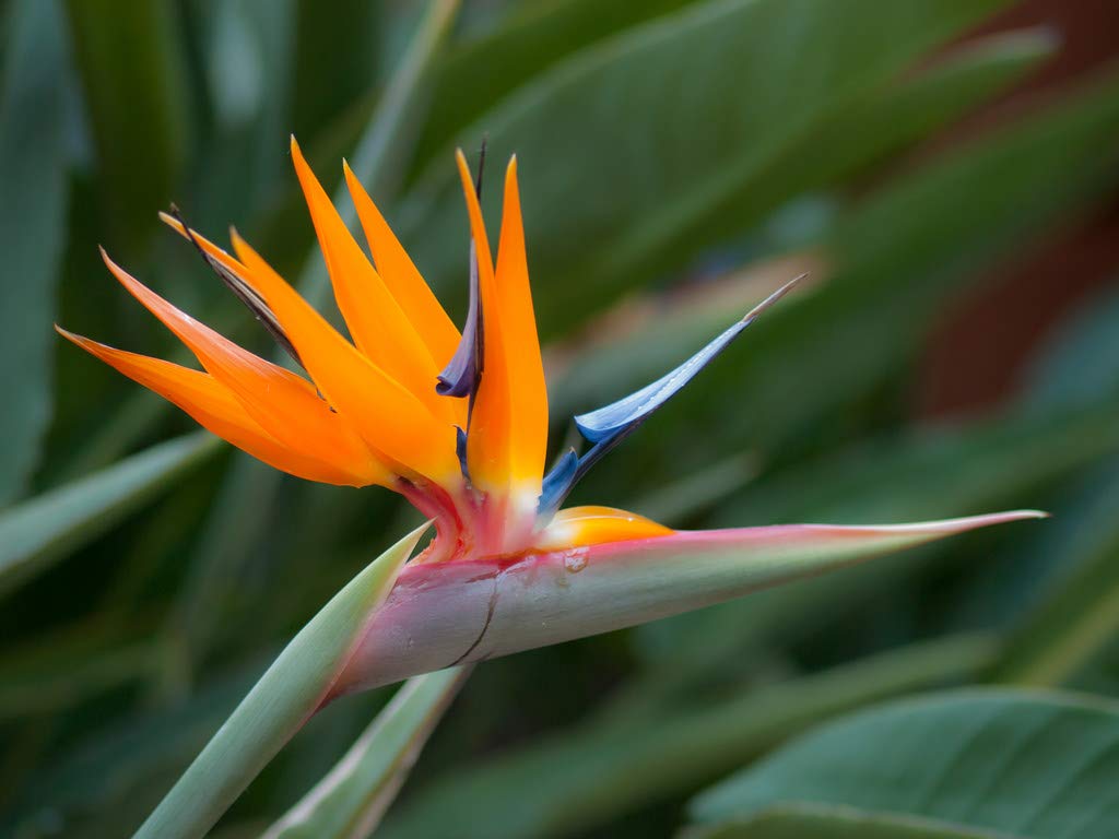 Bird of Paradise Hawaii Strelitzia Starter Plant A