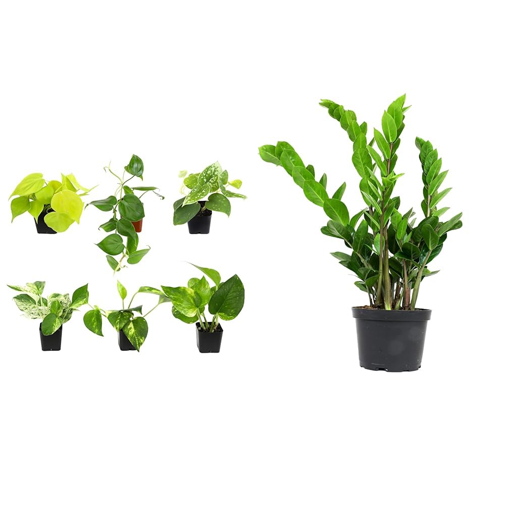 Plentiful Pothos & Philodendron (6-Pack) + ZZ Plant Zamioculcas Zamiifolia (6") Live Indoor House Plants