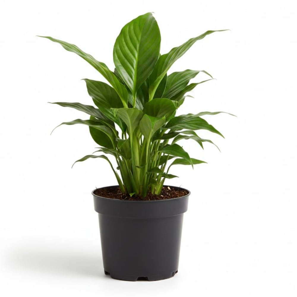 Live Peace Lily Plant, 4 Inch Pot, Easy Care Indoor Houseplant, White Blooms - Great for Home and Office