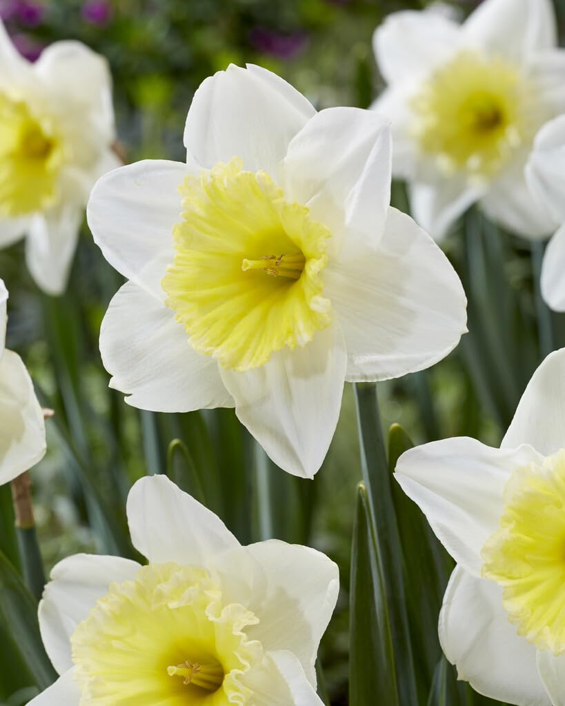 Ice Follies Daffodil Bulbs for Planting, Beautiful White Blooms (20 Bulbs)