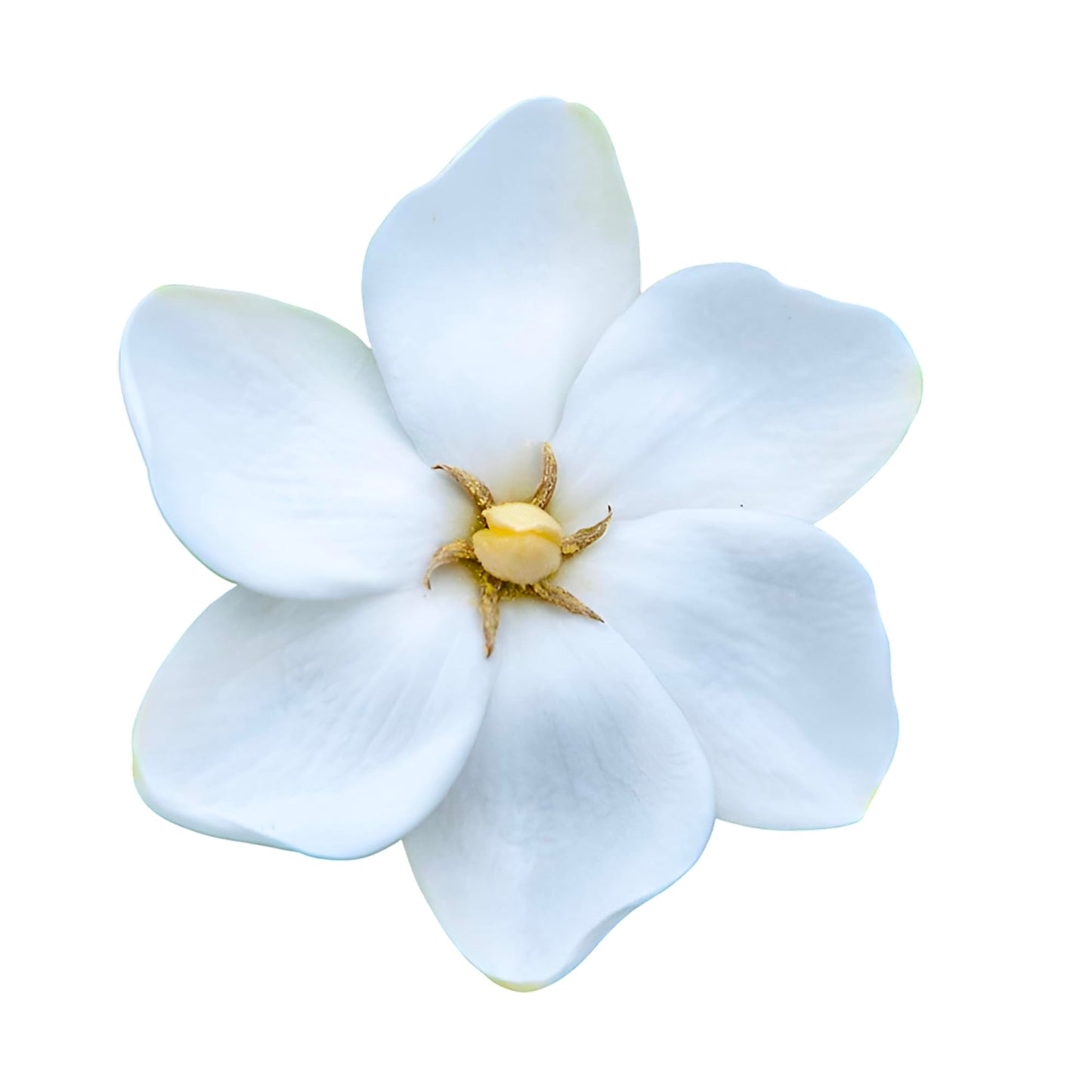 Grif's Select Hardy Gardenia, White Flowering Plant, Evergreen Shrub for Garden and Patio (3 Gallon/Potted/Single Plant)