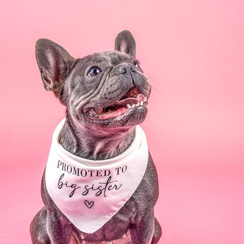 Promoted to Big Sister Dog Bandana | 100% Cotton Adjustable Triangle | Made in USA | New Baby | Pregnancy Announcement Photoshoot Prop | Gender Reveal | Baby Pink One Size (692) - color: Baby Pink, size: One Size