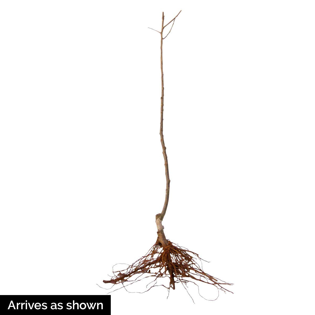 GURNEY'S - Honeycrisp Apple Fruit Tree, Dormant Bare Root Starter Tree, 1-Pack - Can't Ship to The State of Montana