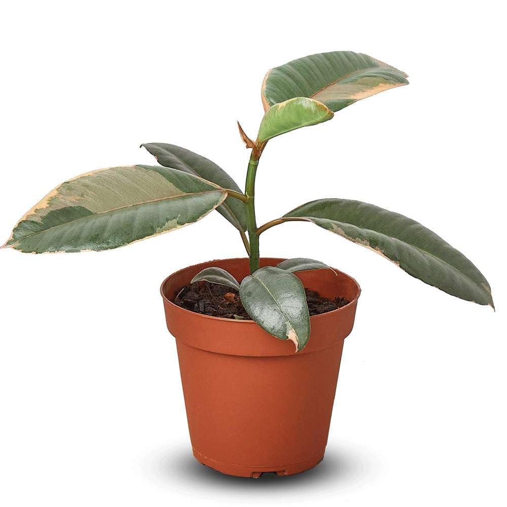 Ficus Elastica 'Ruby Pink' Live Plant for Indoor | Different Houseplants in 4'' & 6'' Pot | Real House Plant for Living Room, Office, Desk & Bathroom | Variegated Rubber Tree