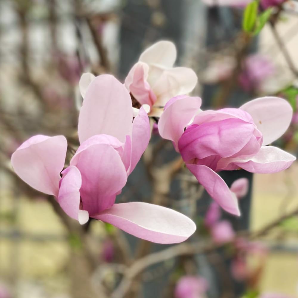 1 Year Old Jane Magnolia Tree in 2.5" Pot, Fragrant Pink White Flowers, Dormant in Winter, 6-12 Inch Magnolia Trees Live Plants, No Leaf