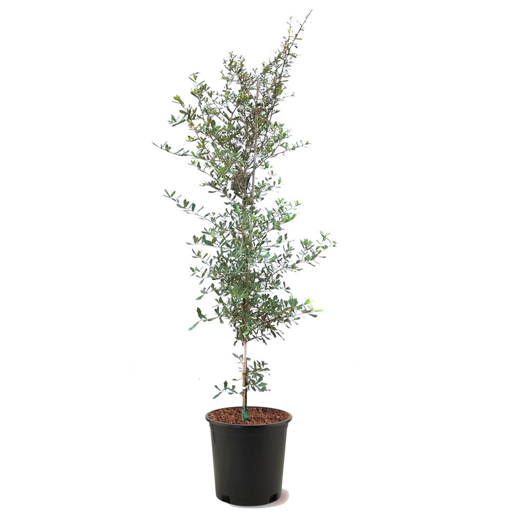 Southern Live Oak, Shade Tree, 5 gal. Nursery Pot (Due to Agricultural Laws, we Cannot Ship to CA, AZ, AK, or HI)