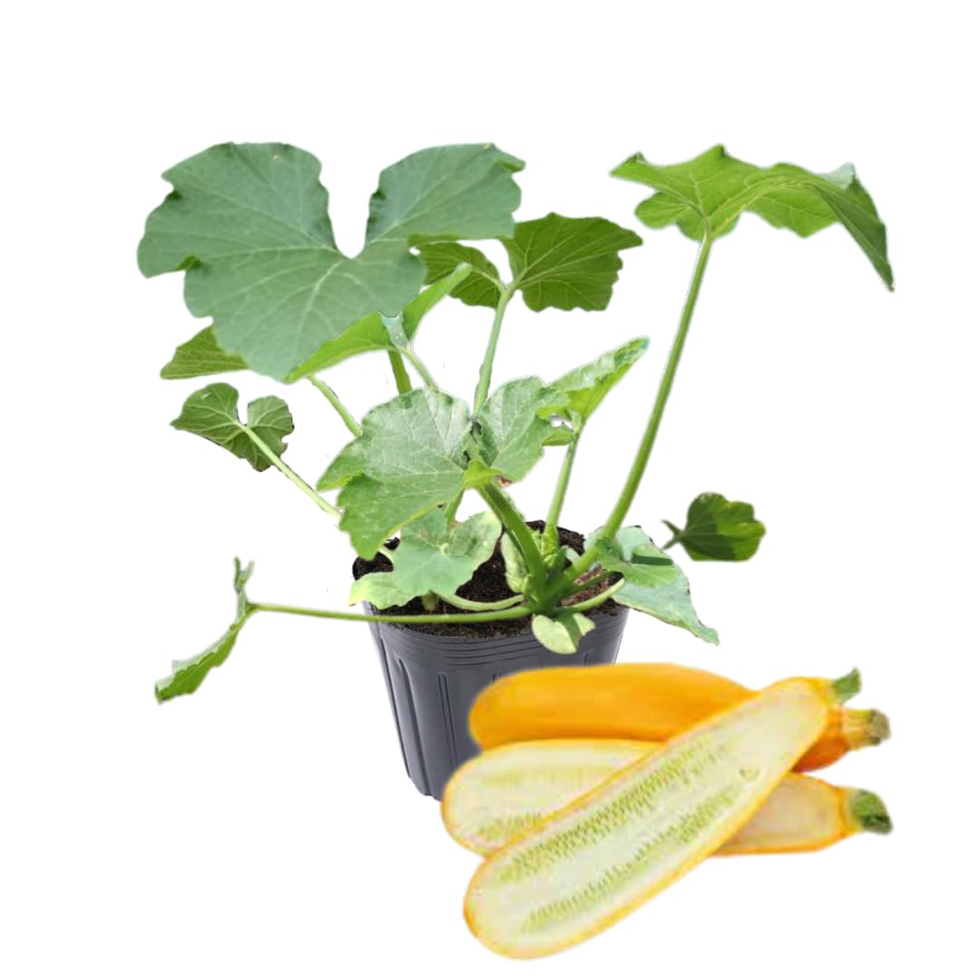 4''-7'' Yellow Squash Plants Live, 4 Inc Potted, Zucchini Plants Live for Planting - Set 4 Plants