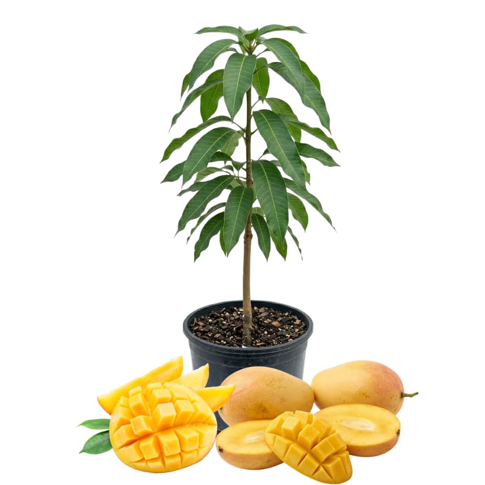 Ice Cream Mango Plant, Mango Trees Live Plants, Tropical Fruit Tree for Outdoor Planting 2-3 Feet Tall in 3 Gallon