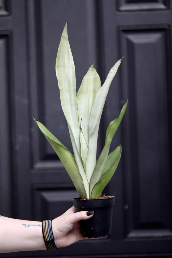 PLANTVERS Sansevieria Masoniana in a 3" Nursery Pot | 1 Plant Moonshine Snake Plant | Air Purifying | Low Light Houseplants | Cat Safe Plant