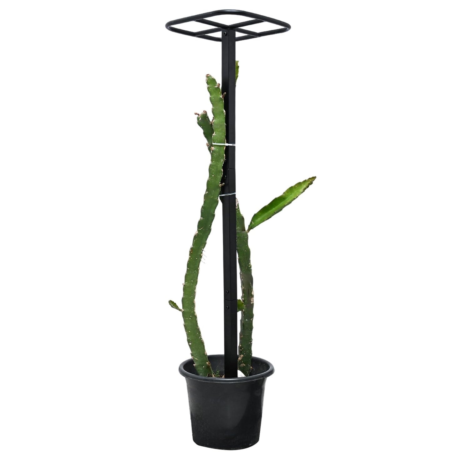 Yohsnor Dragon Fruit Trellis for Climbing Plants 50 * 12inches – Durable Metal Vertical Support Frame for Outdoor Gardens, Easy to Assemble, Stylish Design – Ideal Gift for Plant Enthusiasts