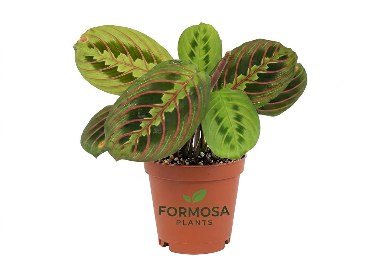 Red Maranta Prayer Plant - 1 Live Plant in a 2 Inch Pot - Striking Red-Veined Foliage, Easy Care Tropical Indoor Houseplant - Maranta leuconeura 'Erythroneura'