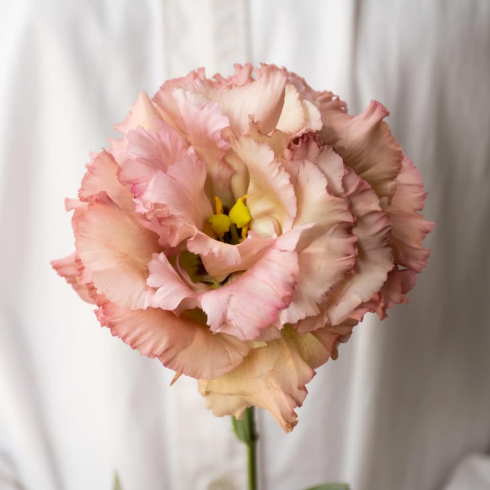 Combo 3 Eustoma Lisianthus Live Plants, Well-Rooted Starter Plug Size, Thornless Love Rose Plant Zones 8 to 10, Cold Hardy, 3 to 4 Inches in Tall, No Pot, Apricot