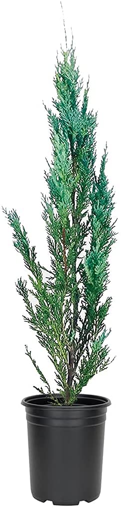Moonglow Juniper Juniperus Scopulorum | 1 Live 4 Inch Plant | Drought Tolerant Cold Hardy Evergreen Screening Tree