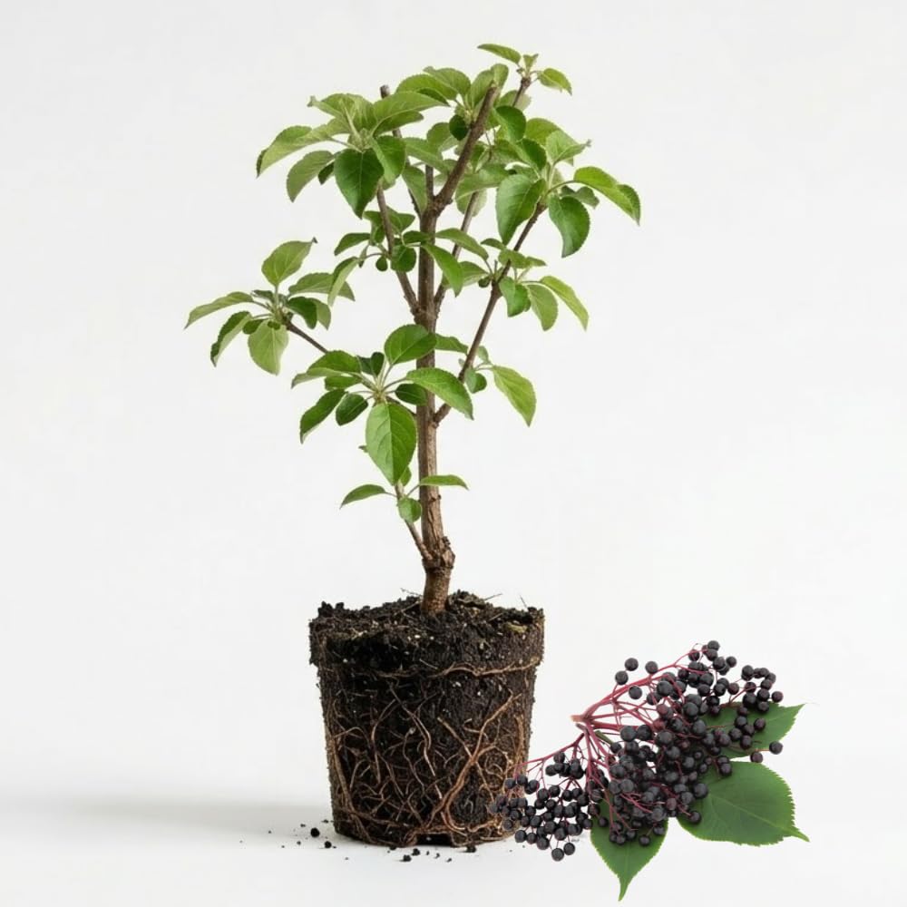 2-Pack Black Elderberry Tree Live Plants | 8-12" Bare Root Seedlings | Fast-Growing Fruit Bearing Shrubs