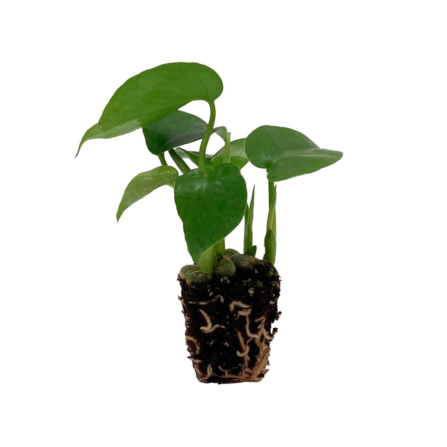 ragnaroc Monstera Deliciosa 2-4" 1ct – Live Plant for Indoor Outdoor Use, Garden & Landscaping – Live Arrival Guaranteed