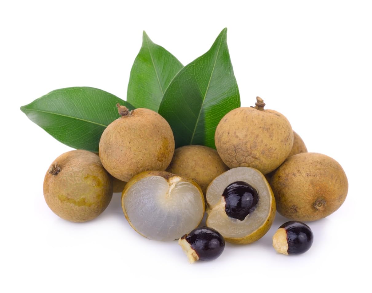 Kohala Longan Tree, Plant Live for Planting, Airlayered Longan Tree, Sweet Longan, Tropical Fruit Plant, 3 Gallon Pot, 3 to 4 Feet Tall, Can't Ship to CA