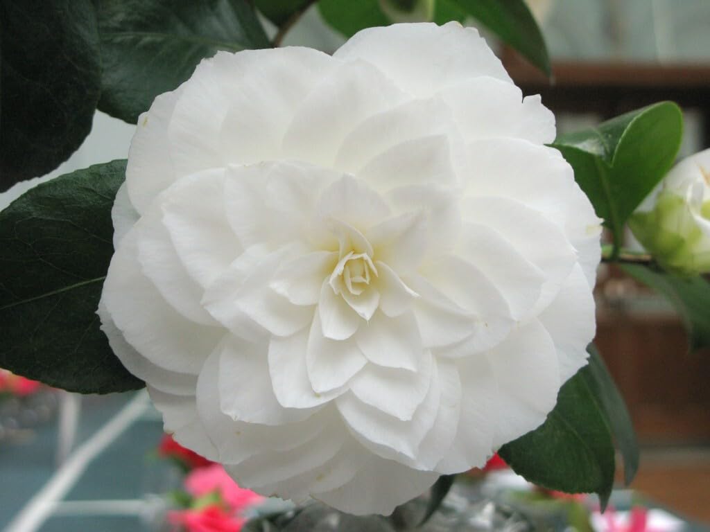 Live Plant - Nuccio'S Gemcamellia Japonica-Live Starter Plant