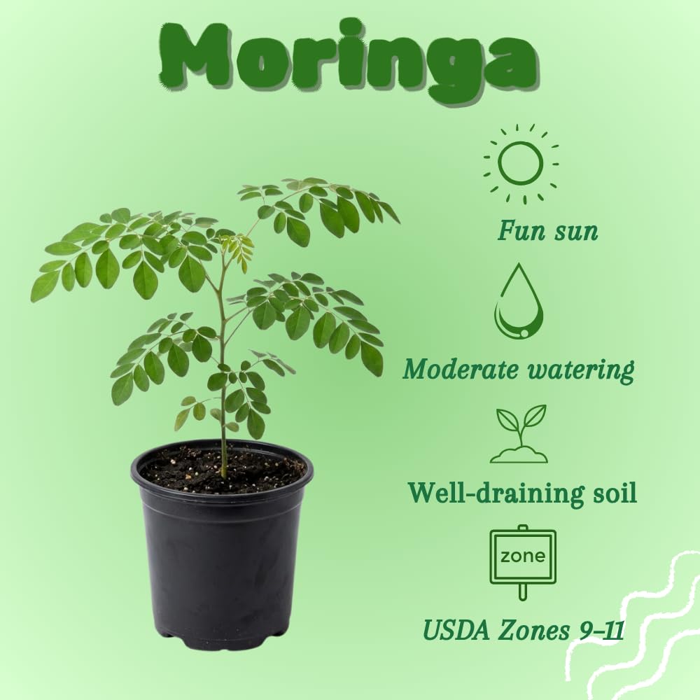Moringa Plant Live in 4 Inch Pot, Moringa Oliefera Tree Live Plant from 4 to 7 Inches Tall for Outdoor Planting