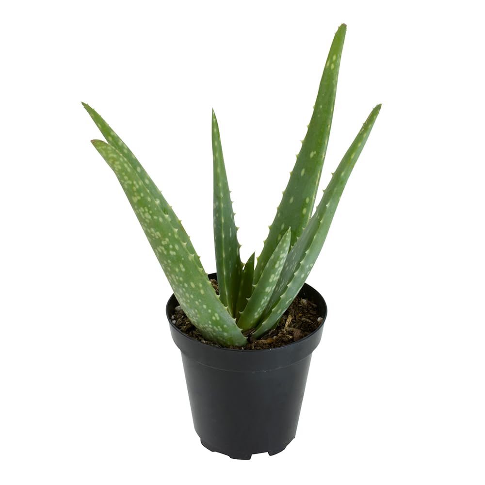 PFPX 9CM Aloe Vera (Solo) V2