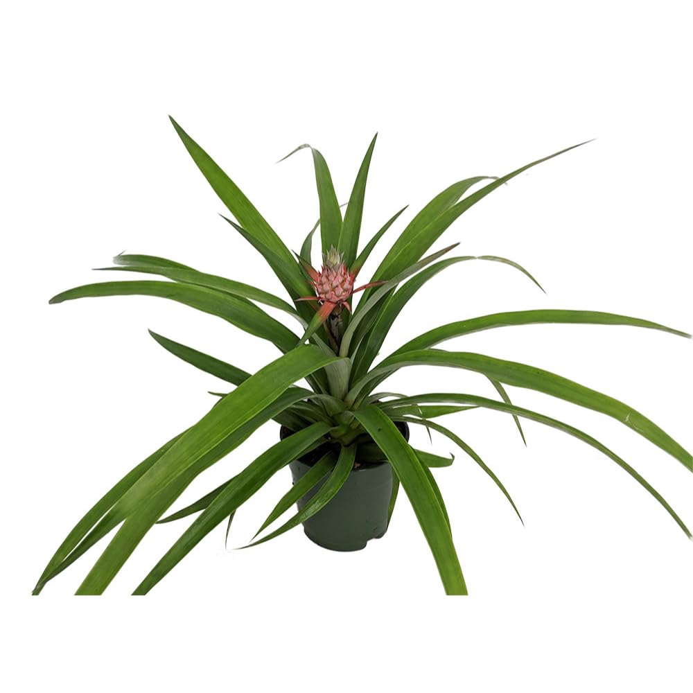 Fruiting Pineapple Plant - Ananas comosus - Great Indoors/Out - 5" Pot