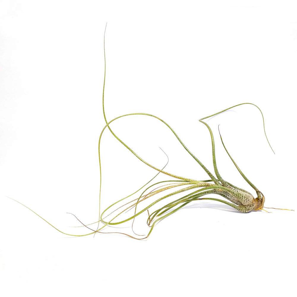 Tillandsia Butzii Air Plant (6''-8'')