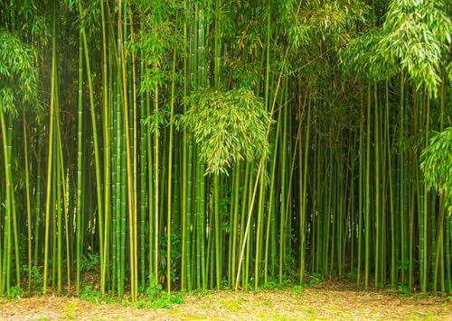 8x6ft Fabric Bamboo Forest Backdrop Park Green Bamboo Trees Forest Natural Texture Photography Background Natural Home Wallpaper Decor Photo Props - size: 8x6FT