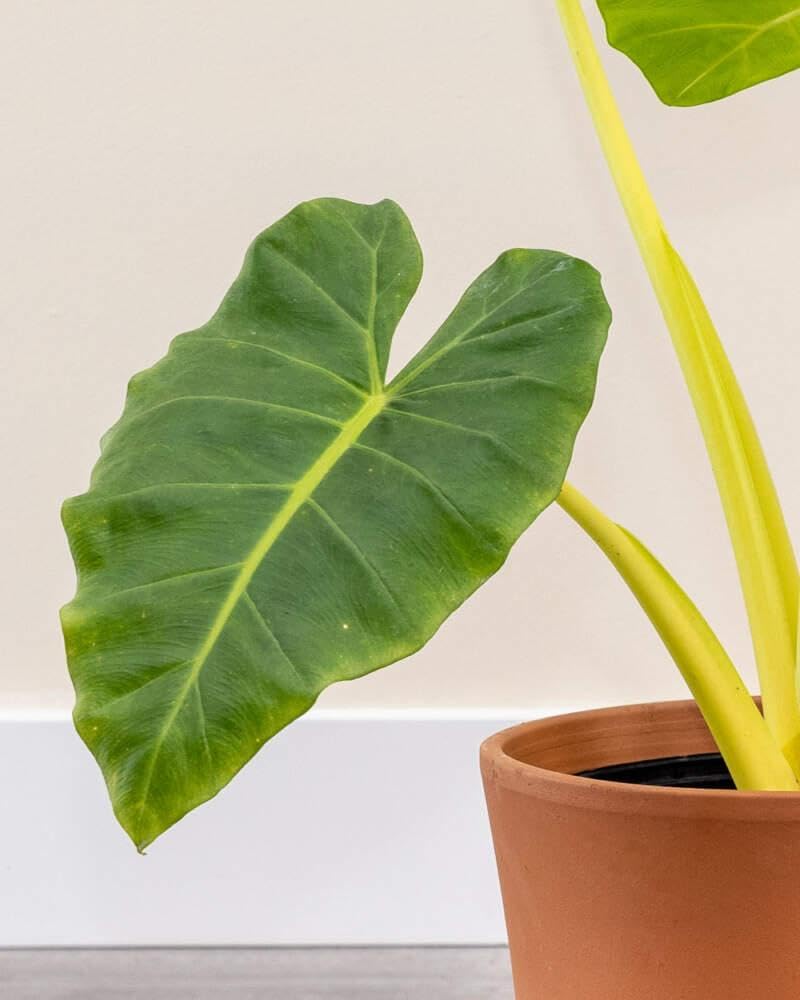 RedCrocus - RedCrocus Alocasia baginda 'Lutea' Elephant Ear Plant - Bright Foliage for Indoors & Gardens - Tropical Accent 14" Pot