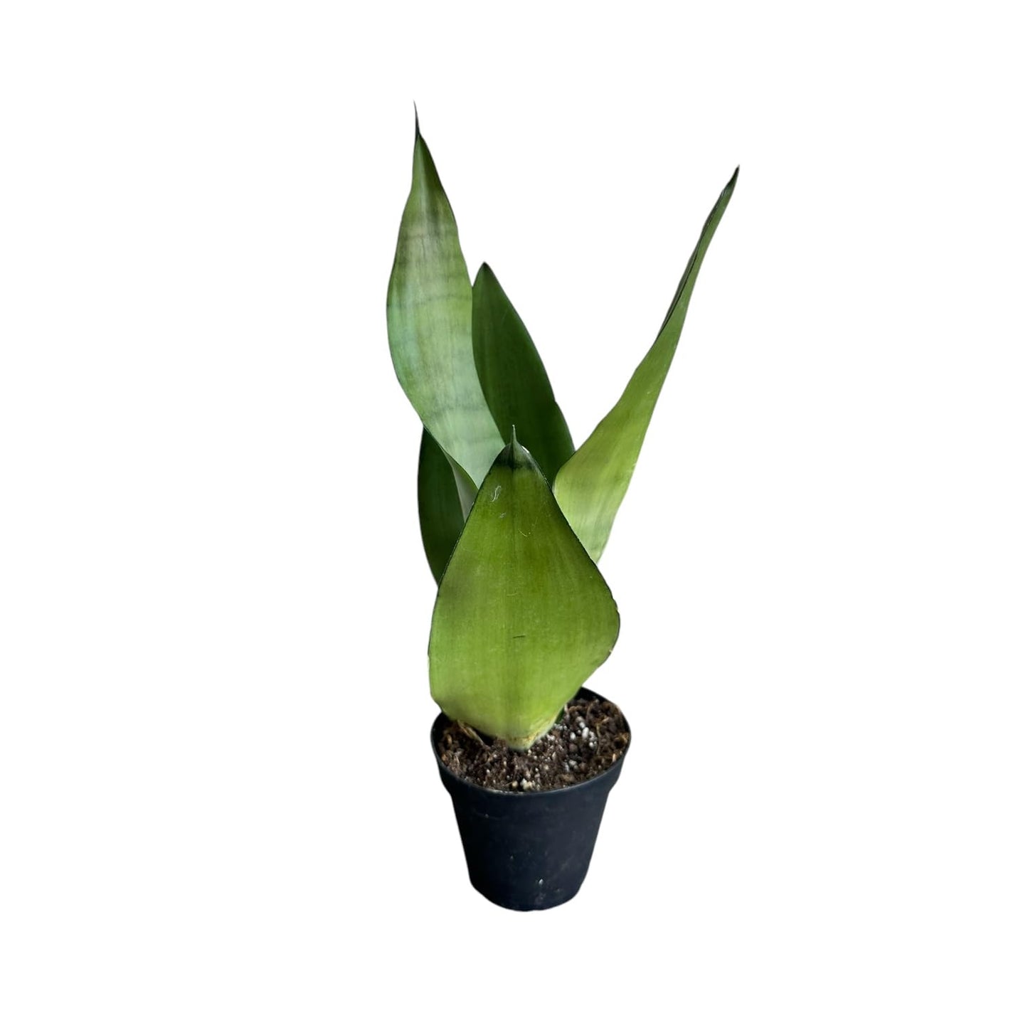 Snake Plant, Sansevieria Moonshine, Live Indoor Plant, 4 inch Pot - Hopewind Plants Shop