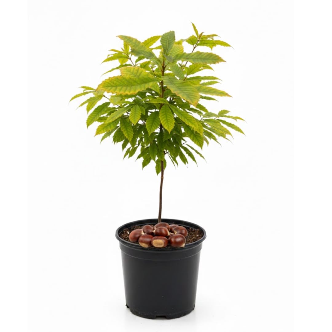 Chinese Chestnut Tree for Planting – 1–2 Ft Tall Live Fruit Tree in Quart Pot | Edible Chestnut Producer | Hardy, Fast-Growing Nut Tree for Yards | Dormant Plant