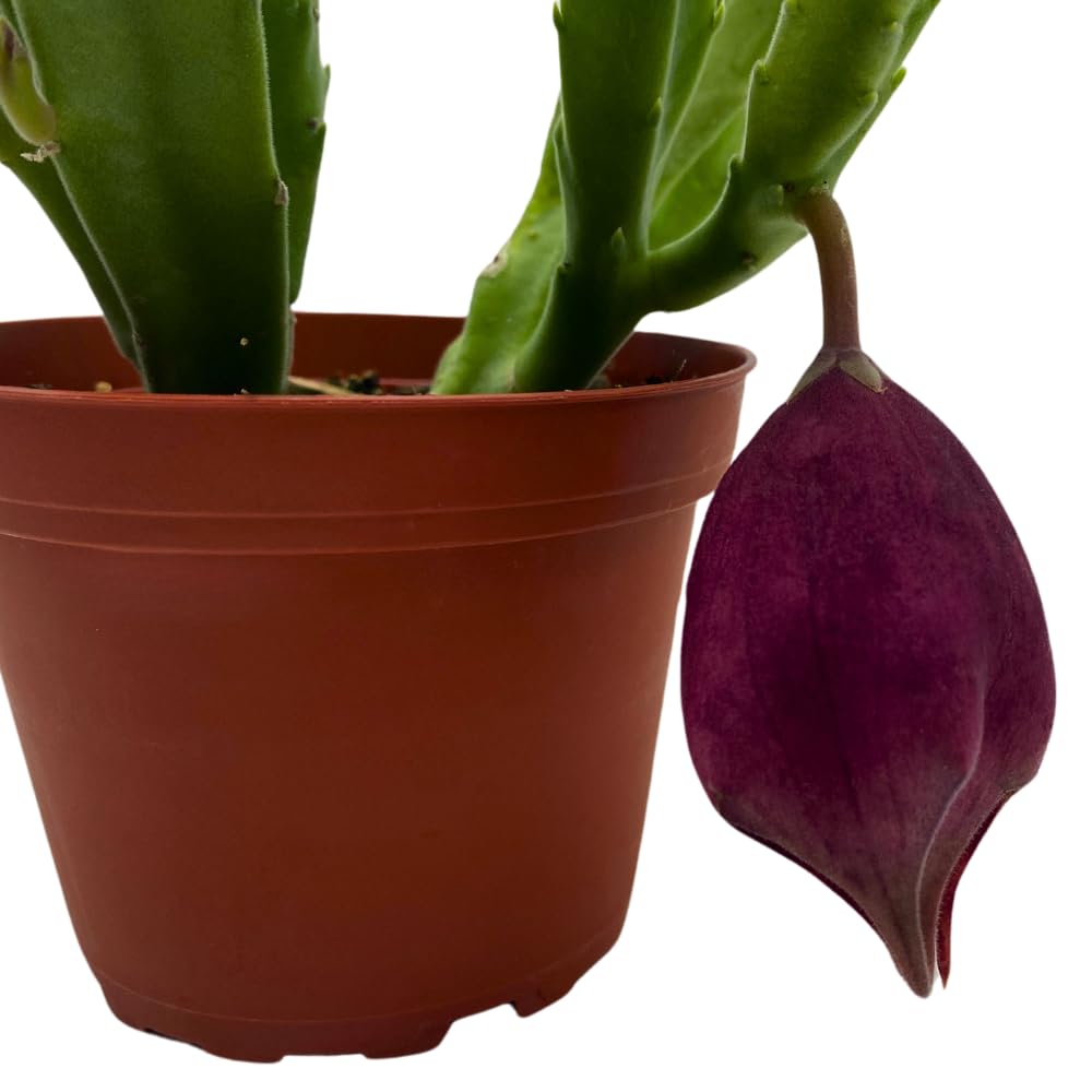 BubbleBlooms Stapelia leendertziae Black Bell Huernia in a 4 inch Pot Carrion Flower Maroon Cup Starfish