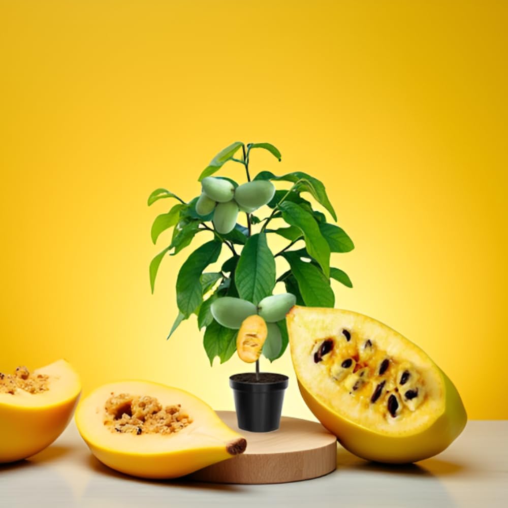 3 Pawpaw Trees Live Plants, 1 Year Old Paw Paw 7 to 12" Tall Bare Roots, Dormant in Winter