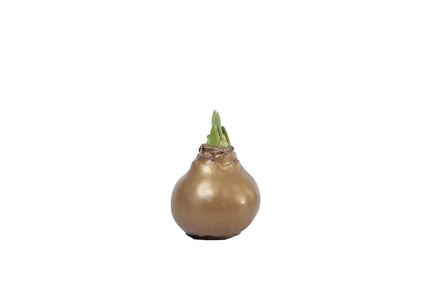 Gold Waxed Denver White Amaryllis Bulb 36/38