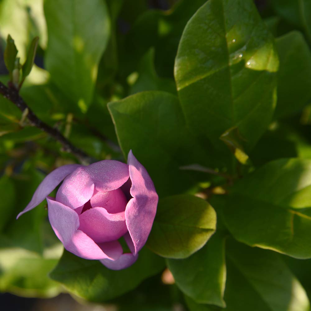 Perfect Plants Jane Magnolia Live Plant, 3 Gallon, Includes Care Guide