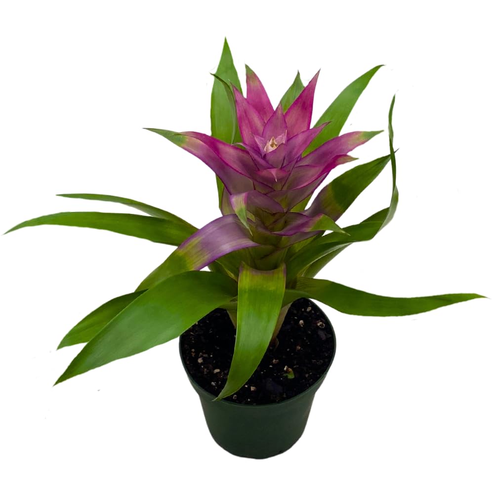 BubbleBlooms Purple Bromeliad in a 4 inch Pot Guzmania monostachia West Indian Tufted Airplant