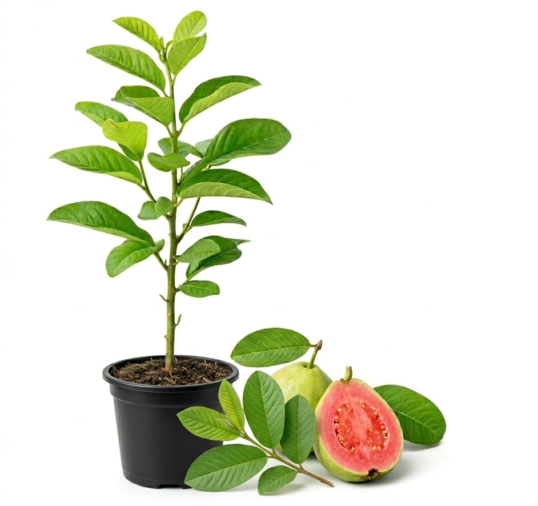Pink Guava Tree Live Plant, 4–6 Inch Tall Starter Plant, Fast Growing Tropical Fruit Tree, Low Maintenance Guava Plants Live for Planting Outdoor