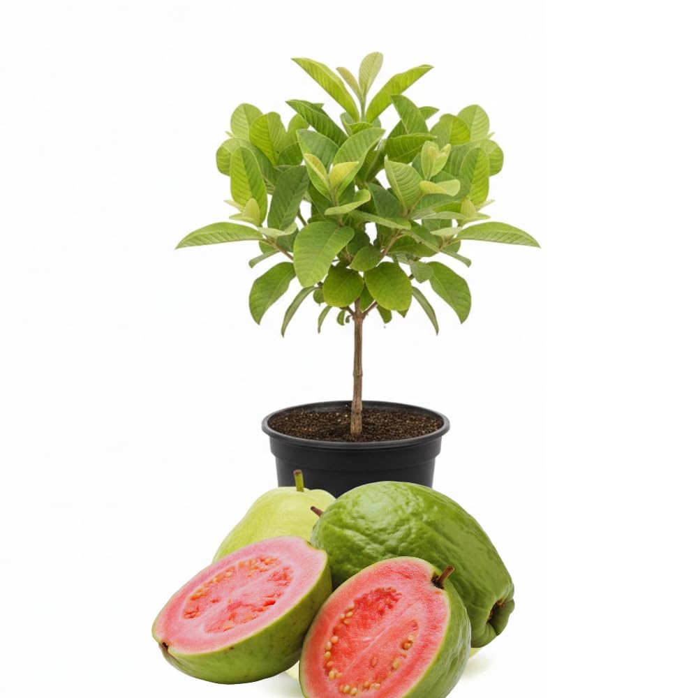 2 Guava Plants Live, Pink Guava Tree Live Plant, 4-8'' Tall, Easy Tropical Fruit for Gardens, No Potted