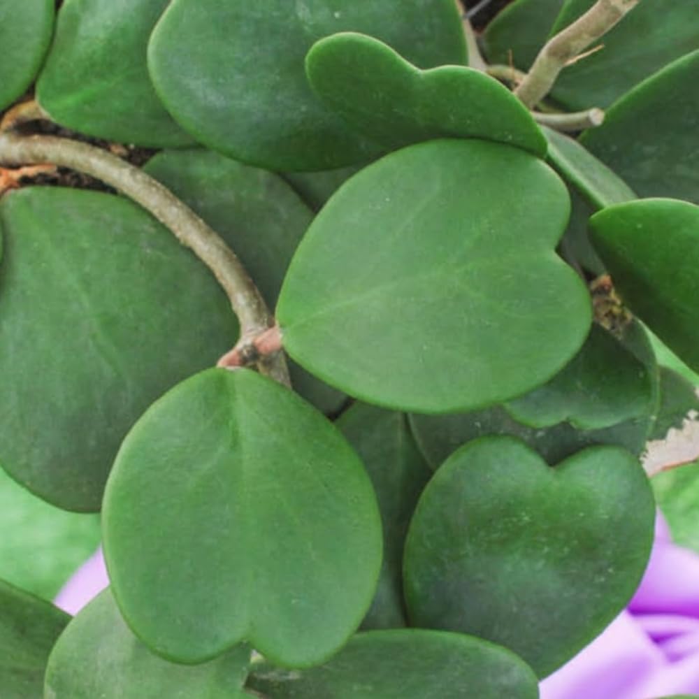 Hoya Kerrii Heart Plant Live in 4" Pot | Low Maintenance Heart-Shaped Succulent | Established Root System for Windowsills and Desks