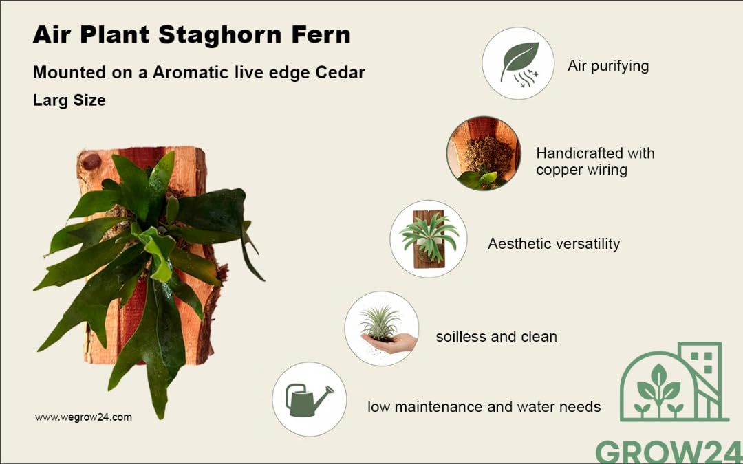 Live Staghorn Fern Wall Mount on Natural Aromatic Cedar Wood Plaque with Live Moss (Staghorn Fern, Meduim)