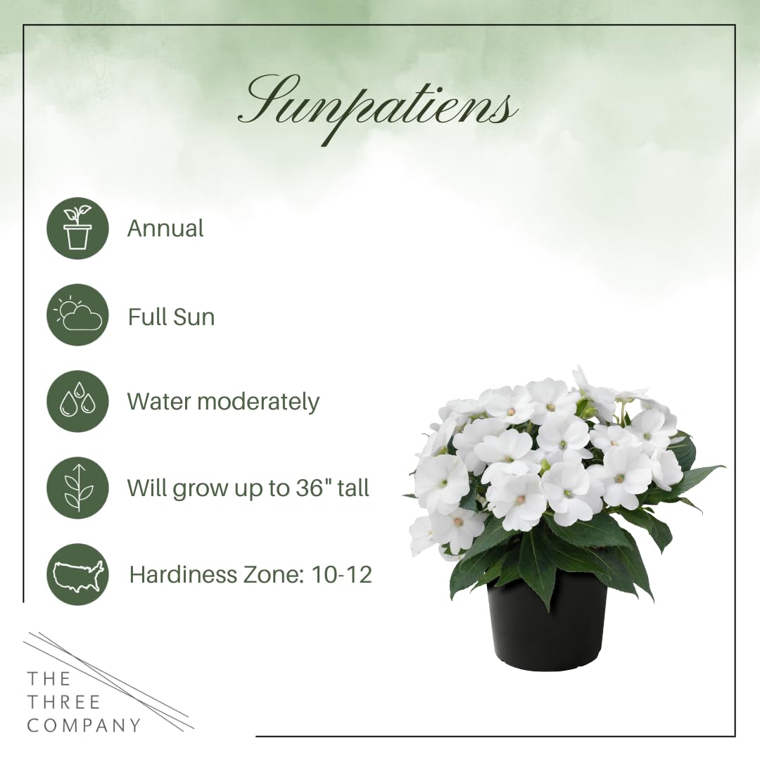 Live Flowering Sunpatiens - White (2 Plants Per Pack), Beautiful Annual Summer Color, 10" Tall by 6" Wide in 1 Quart Pot