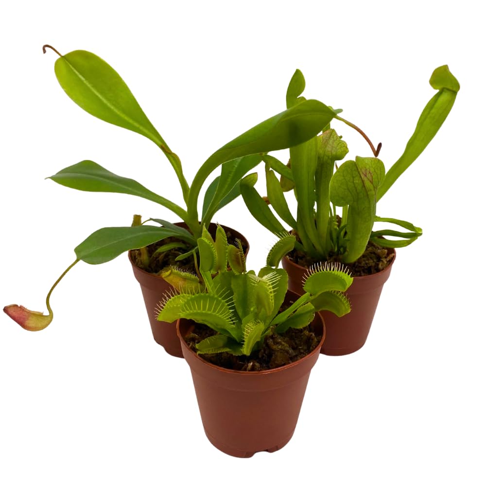 BubbleBlooms Carnivorous Plant Assortment Set, 3 Different Plant Species in 2 inch Pots
